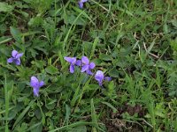 Viola hirta 13, Ruig viooltje, Saxifraga-Hans Boll