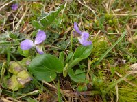 Viola hirta 14, Ruig viooltje, Saxifraga-Jelle van Dijk