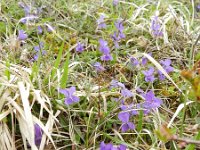 Viola hirta 16, Ruig viooltje, Saxifraga-Rutger Barendse