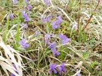 Viola hirta 17, Ruig viooltje, Saxifraga-Rutger Barendse