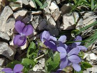 Viola hirta 2, Ruig viooltje, Saxifraga-Jan van der Straaten