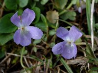 Viola hirta 3, Ruig viooltje, Saxifraga-Jan van der Straaten