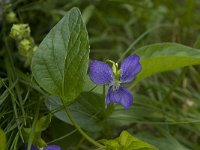 Viola hirta 4, Ruig viooltje, Saxifraga-Willem van Kruijsbergen