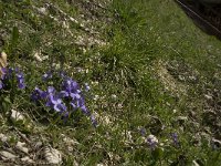 Viola hirta 5, Ruig viooltje, Saxifraga-Jan van der Straaten