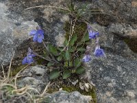 Viola hirta 6, Ruig viooltje, Saxifraga-Willem van Kruijsbergen