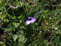 Viola hirta 9, Ruig viooltje, Saxifraga-Hans Boll