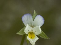 Viola kitaibeliana, Dwarf Pansy