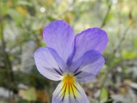 Viola lutea ssp calaminaria, Zinc Pansy