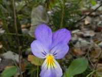 Viola lutea calaminaria 35, Zinkviooltje, Saxifraga-Rutger Barendse