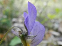 Viola lutea calaminaria 37, Zinkviooltje, Saxifraga-Rutger Barendse