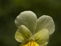 Viola lutea ssp calaminaria 10, Zinkviooltje, Saxifraga-Willem van Kruijsbergen