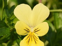 Viola lutea ssp calaminaria 54, Zinkviooltje, Saxifraga-Sonja Bouwman  Zinkviooltje - Viola lutea ssp. calaminaria - Violaceae familie (i) Plombières (België)