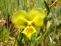 Viola lutea ssp calaminaria 57, Zinkviooltje, Saxifraga-Hans Grotenhuis