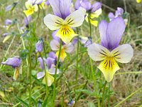 Viola lutea ssp calaminaria 58, Zinkviooltje, Saxifraga-Hans Grotenhuis