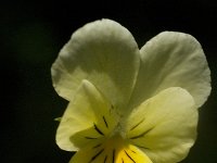 Viola lutea ssp calaminaria 6, Zinkviooltje, Saxifraga-Willem van Kruijsbergen