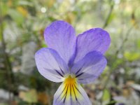 Viola lutea calaminaria 34, Zinkviooltje, Saxifraga-Rutger Barendse