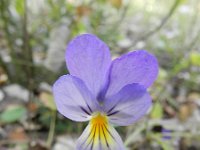 Viola lutea calaminaria 36, Zinkviooltje, Saxifraga-Rutger Barendse