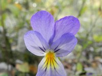 Viola lutea calaminaria 38, Zinkviooltje, Saxifraga-Rutger Barendse