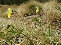 Viola lutea calaminaria 39, Zinkviooltje, Saxifraga-Rutger Barendse