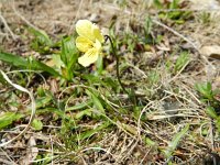 Viola lutea calaminaria 40, Zinkviooltje, Saxifraga-Rutger Barendse