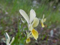 Viola lutea calaminaria 41, Zinkviooltje, Saxifraga-Rutger Barendse