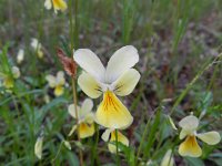 Viola lutea calaminaria 42, Zinkviooltje, Saxifraga-Rutger Barendse