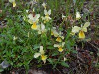 Viola lutea calaminaria 49, Zinkviooltje, Saxifraga-Rutger Barendse