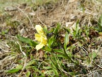 Viola lutea calaminaria 50, Zinkviooltje, Saxifraga-Rutger Barendse