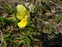 Viola lutea calaminaria 51, Zinkviooltje, Saxifraga-Rutger Barendse