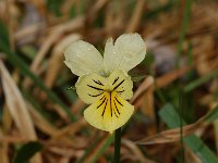 Viola lutea ssp calaminaria 1, Zinkviooltje, Saxifraga-Willem van Kruijsbergen