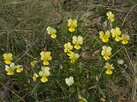 Viola lutea ssp calaminaria 11, Zinkviooltje, Saxifraga-Willem van Kruijsbergen