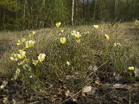 Viola lutea ssp calaminaria 12, Zinkviooltje, Saxifraga-Willem van Kruijsbergen