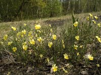 Viola lutea ssp calaminaria 13, Zinkviooltje, Saxifraga-Willem van Kruijsbergen