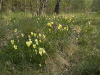 Viola lutea ssp calaminaria 14, Zinkviooltje, Saxifraga-Willem van Kruijsbergen