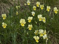 Viola lutea ssp calaminaria 15, Zinkviooltje, Saxifraga-Willem van Kruijsbergen