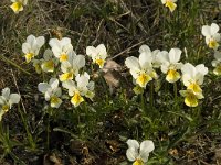 Viola lutea ssp calaminaria 17, Zinkviooltje, Saxifraga-Willem van Kruijsbergen