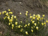 Viola lutea ssp calaminaria 18, Zinkviooltje, Saxifraga-Willem van Kruijsbergen