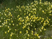 Viola lutea ssp calaminaria 19, Zinkviooltje, Saxifraga-Willem van Kruijsbergen