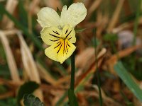 Viola lutea ssp calaminaria 2, Zinkviooltje, Saxifraga-Willem van Kruijsbergen