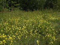 Viola lutea ssp calaminaria 20, Zinkviooltje, Saxifraga-Willem van Kruijsbergen