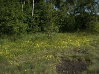 Viola lutea ssp calaminaria 21, Zinkviooltje, Saxifraga-Willem van Kruijsbergen