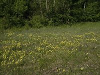 Viola lutea ssp calaminaria 22, Zinkviooltje, Saxifraga-Willem van Kruijsbergen