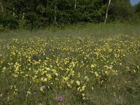 Viola lutea ssp calaminaria 23, Zinkviooltje, Saxifraga-Willem van Kruijsbergen