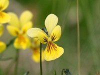 Viola lutea ssp calaminaria 24, Zinkviooltje, Saxifraga-Bart Vastenhouw