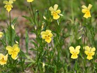 Viola lutea ssp calaminaria 25, Zinkviooltje, Saxifraga-Bart Vastenhouw