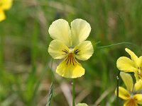 Viola lutea ssp calaminaria 26, Zinkviooltje, Saxifraga-Bart Vastenhouw