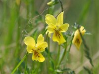 Viola lutea ssp calaminaria 27, Zinkviooltje, Saxifraga-Bart Vastenhouw