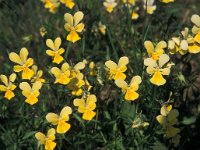 Viola lutea ssp calaminaria 3, Zinkviooltje, Saxifraga-Hans Dekker