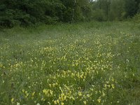 Viola lutea ssp calaminaria 30, Zinkviooltje, Saxifraga-Willem van Kruijsbergen