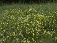 Viola lutea ssp calaminaria 31, Zinkviooltje, Saxifraga-Willem van Kruijsbergen